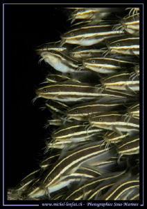 Cat Fishes on the move... in the waters of Lembeh Strait.... by Michel Lonfat 